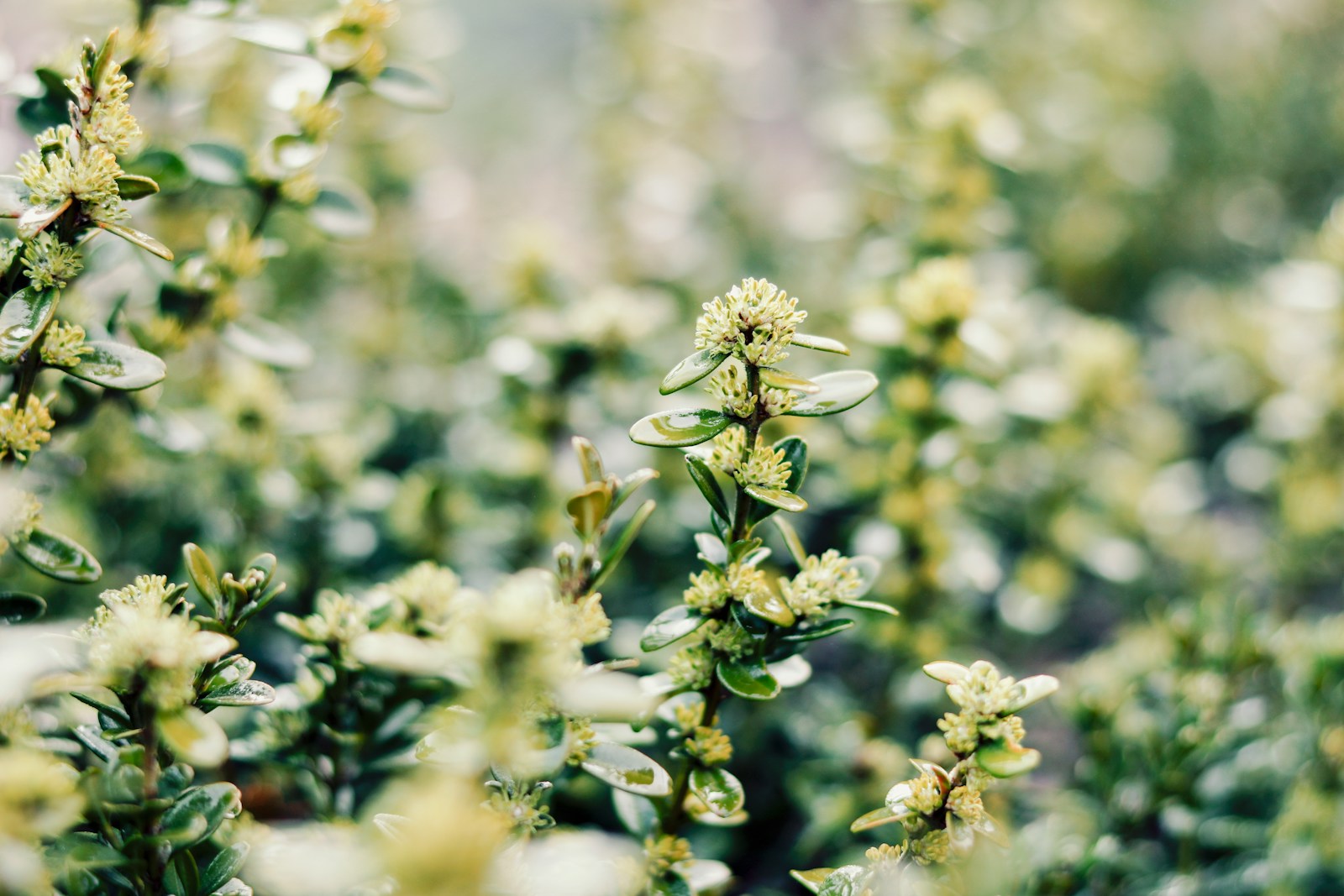 yellow flowers in tilt shift lens